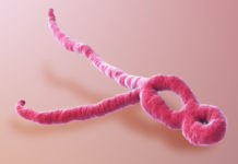 what is ebola? what are the symptoms of ebola | ebola victims what is ebola